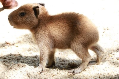 Capybara-Nachwuchs im Tierpark Chemnitz