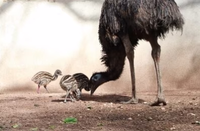 Emu "Heinrich mit seinen K&uuml;ken im Tierpark Chemnitz