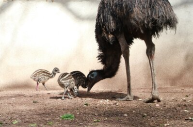 Emu "Heinrich mit seinen Küken im Tierpark Chemnitz