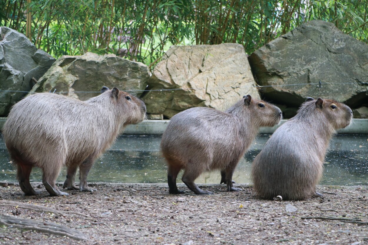 Capybaras im Tierpark Chemnitz
