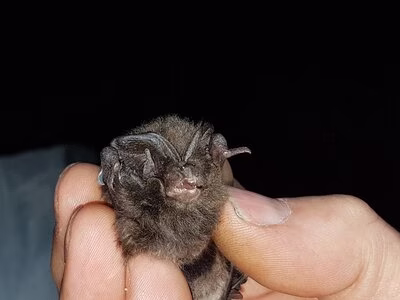 Mopsfledermaus