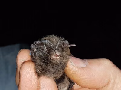 Mopsfledermaus