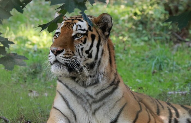Zoo v Chemnitzu se zbavuje amurského tygra Volodji