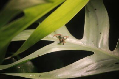 Himmelblauer Zwergtaggecko - Jungtier