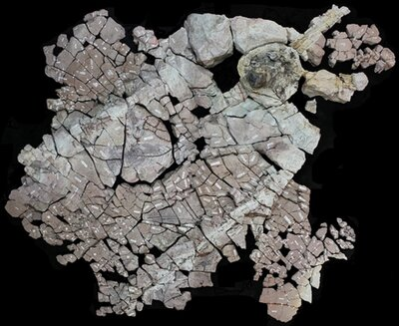 Die kopfüber in vulkanischer Asche erhaltene fossile Baumkrone nimmt eine Fläche von ca. 3 x 3 m ein