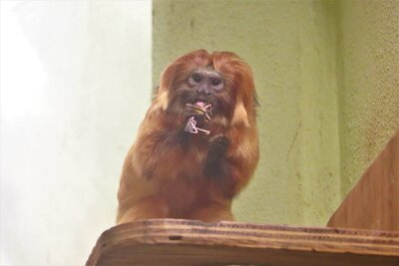 Männchen Stitch kam aus Paris in den Tierpark Chemnitz.