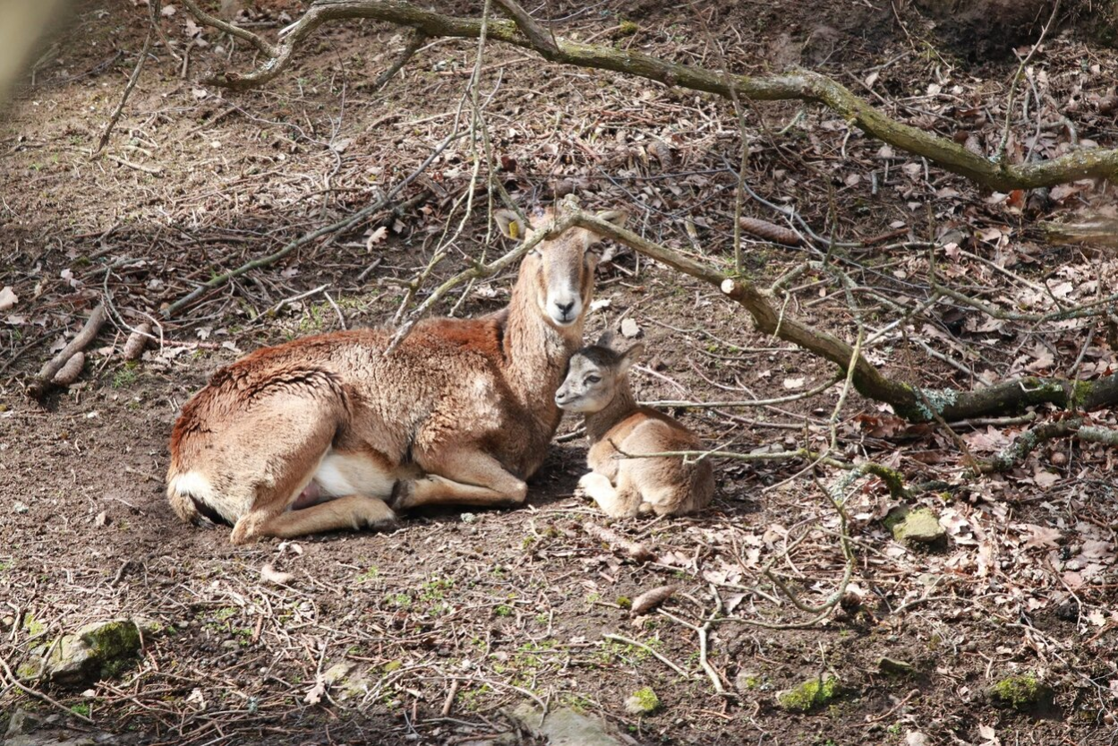 Mufflon mit Jungtier im Wildgatter Oberrabenstein