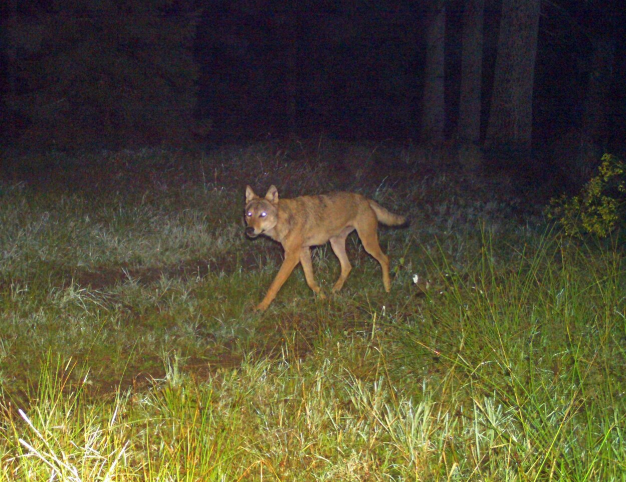 Rüde des „Marienberg-Territoriums“ im August 2022, aufgenommen mit einer automatischen Wildtierkamera