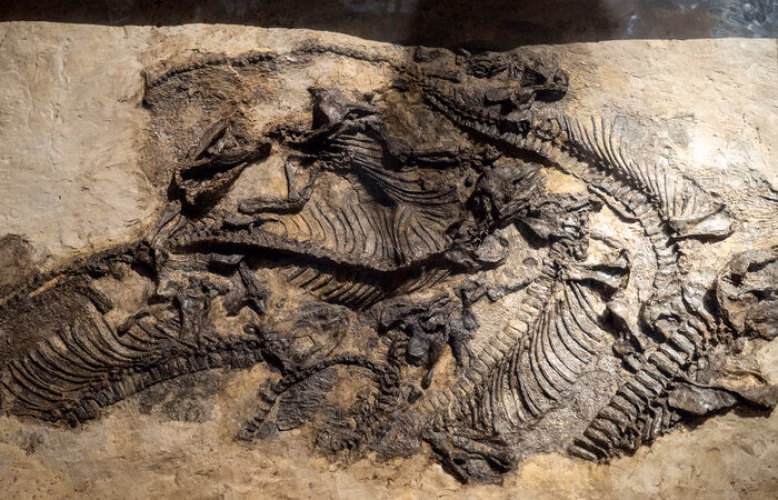 Museum für Naturkunde erhält bedeutendes Fossil
