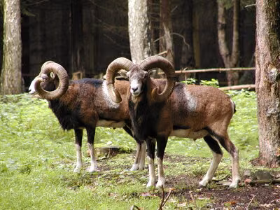 Mufflons im Wildgatter