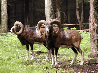 Mufflons im Wildgatter