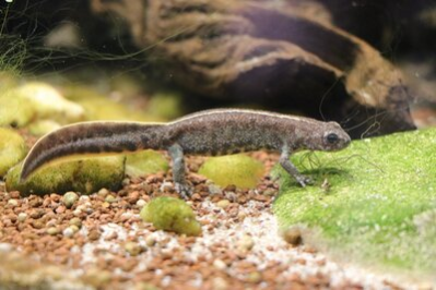 Im Bild ist ein ausgewachsener Anatolischer Kammmolch zu sehen. Das echsenähnliche Tier  ist hellbraun gefärbt, ein weißer Strich zieht sich längs seines Rückens bis zum Schwanz. Es hat einen runden Kopf mit froschähnlichen schwarzen Augen, der Schwanz ist sichelförmig breit und nach unten gebogen. Es steht auf seinen vier Beinen und bewegt sich von links nach rechts. Im Vordergrund liegen Kieselsteine am Boden und ein großer flacher grüner Stein, im Hintergrund  sind große dunkle Steine zu erkennen. Dazwischen schweben grüne Grasalgen im Wasser umher.