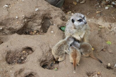 Erdmännchen-Nachwuchs im Tierpark Chemnitz