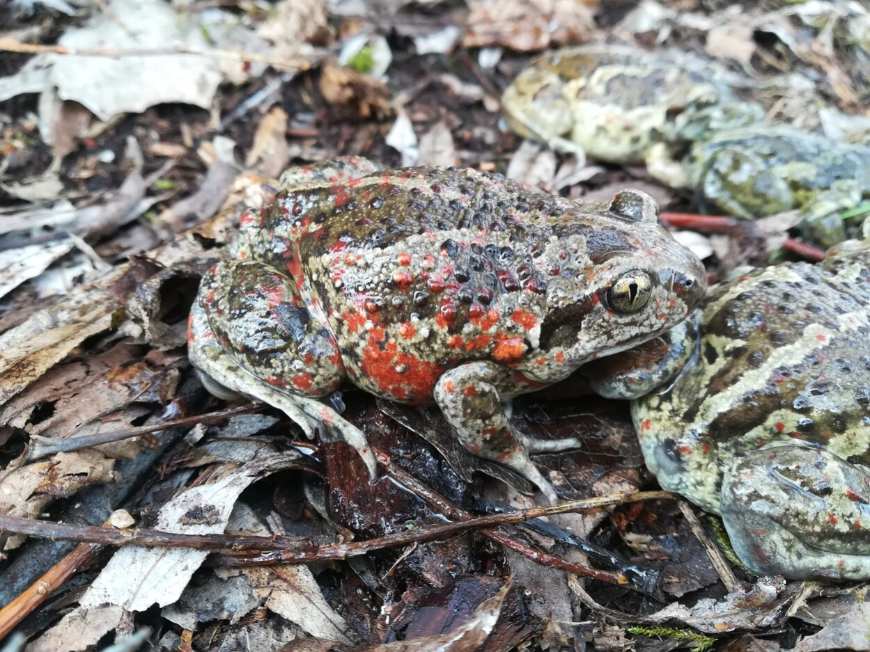 Märchenhaft gefärbte Knoblauchkröte (Pelobates fuscus) auf ihrer Wandung zum Laichplatz.