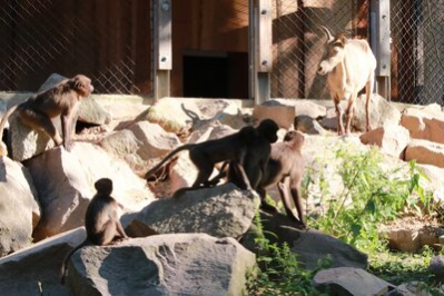 Dscheladas und Westkaukasische Steinböcke im Tierpark Chemnitz