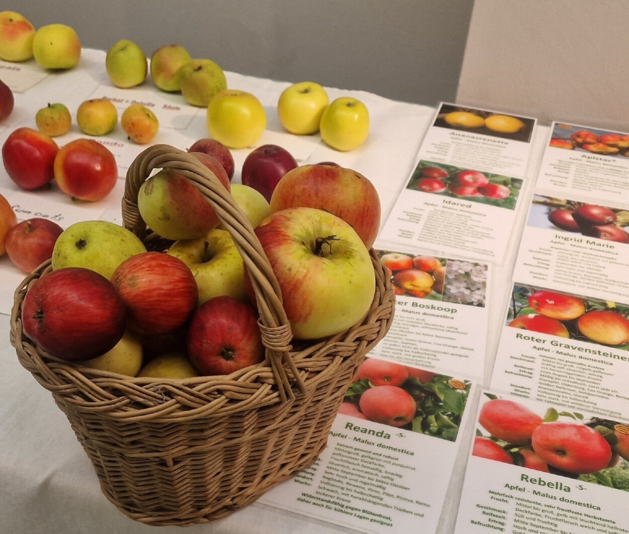Äpfel für die Sortenbestimmung