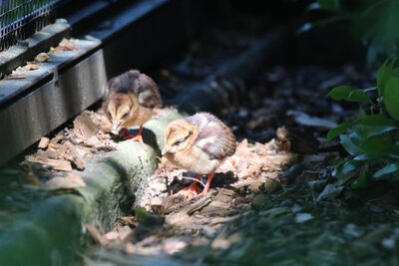Vietnamfasan-Küken im Tierpark Chemnitz