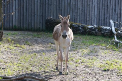 Neuer Kulan-Hengst im Tierpark Chemnitz