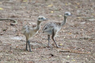 Nandu-Nachwuchs im Tierpark Chemnitz