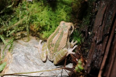 Loja-Beutelfroschs