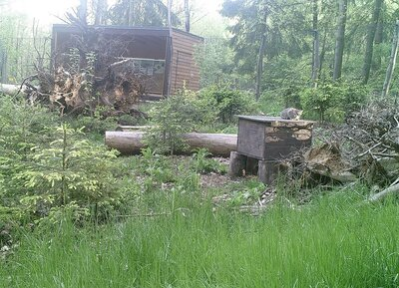 Nachwuchs bei den Europäischen Wildkatzen im Wildgatter Oberrabenstein