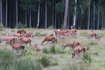 Rothirsch-Rudel mit Nachwuchs im Wildgatter Oberrabenstein