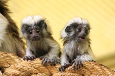 Lisztaffennachwuchs im Tierpark