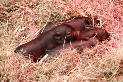 Nachwuchs bei den Minischweinen im Tierpark Chemnitz