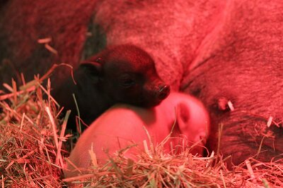Auf dem Bild sind zwei kleine Minischweinchen zu sehen, ein weißes und ein schwarzes. Das schwarze Schweinchen hat seinen Kopf auf den Rücken des weißen gelegt und schaut darüber. Beide kuscheln sich an den Bauch des Muttertiers. Sie liegen auf Stroh und werden von einer Rotlichtlampe in ein rotes Licht getaucht.