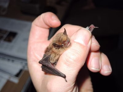 Gro&szlig;e Bartfledermaus