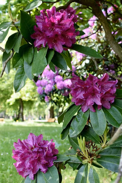 Tři růžovočerveně kvetoucí deštníky rododendronu.
