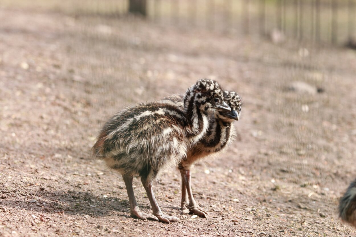 Emu-Küken im Tierpark Chemnitz