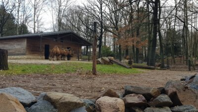 Die Anlage der Trampeltiere