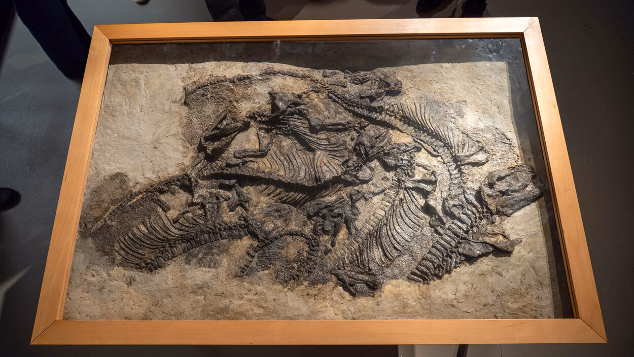 Original Freiberger Saurierplatte. Die Platte zeigt sechs Skelette von Pantelosaurus saxonicus.