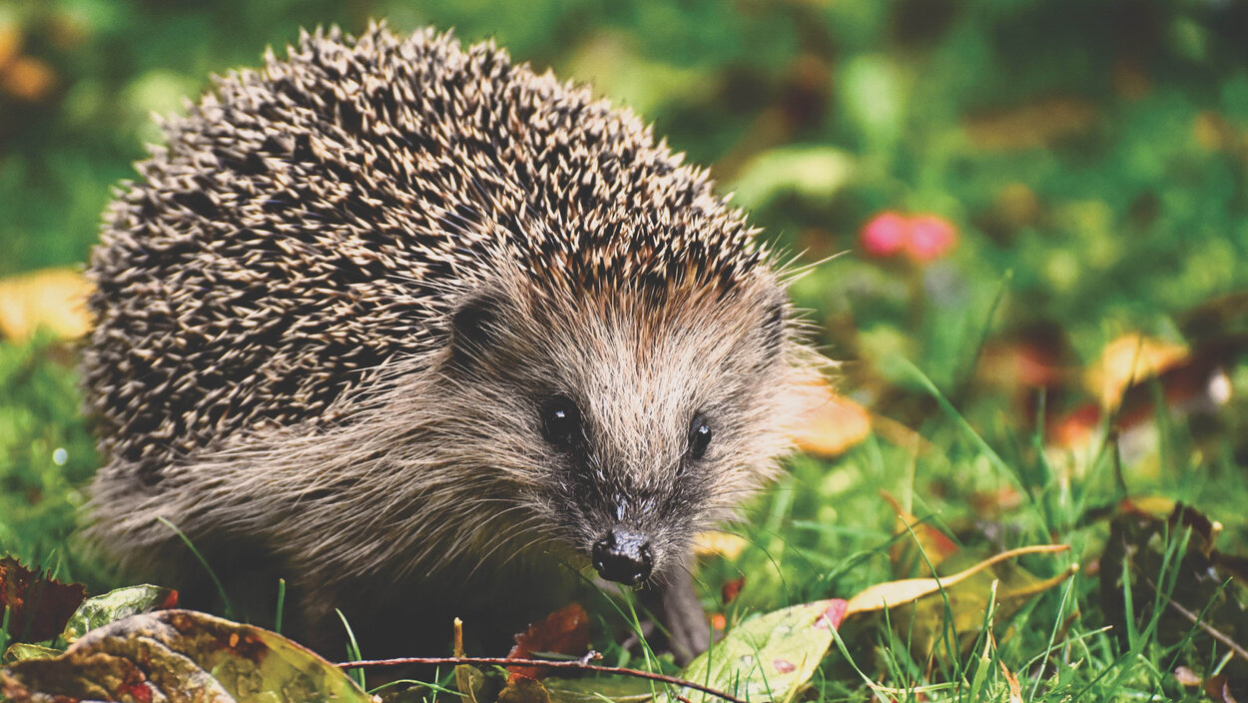 Igel auf einer Wiese