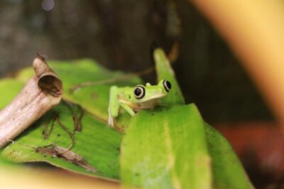 Lemur-Laubfrosch