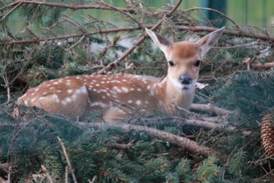 Weibliches Vietnam-Sikahirschkitz im Tierpark Chemnitz