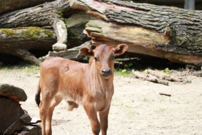 Zwergzebu-Nachwuchs im Tierpark Chemnitz