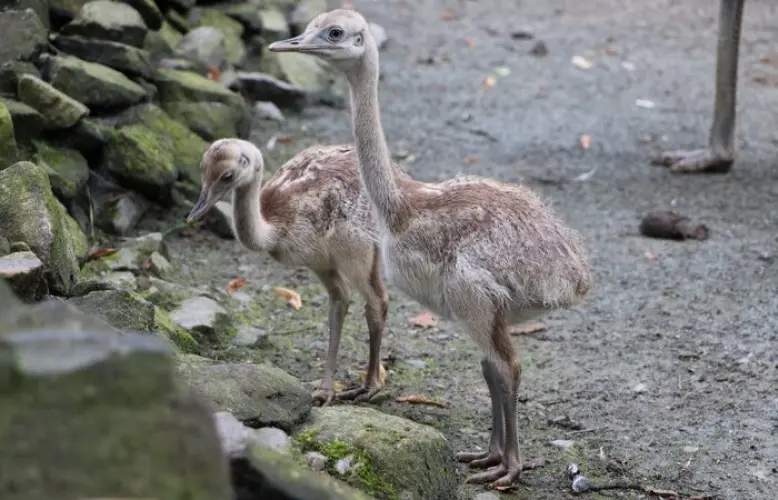 Nachwuchs bei den Nandus im Tierpark Chemnitz