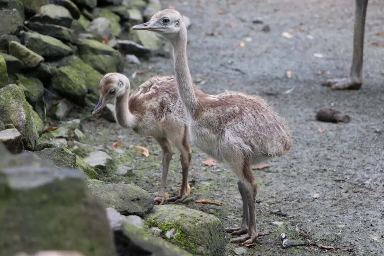 Zwei Nandu-K&uuml;ken im Tierpark Chemnitz