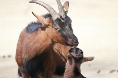 Erzgebirgsziege mit Nachwuchs im Tierpark Chemnitz