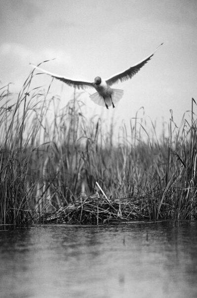 Lachmöwe zum Nest fliegend, Oberlausitz, um 1925/1930