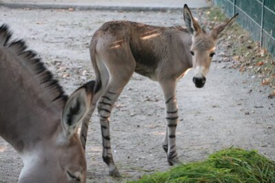 Nachwuchs bei den Somali-Wildeseln