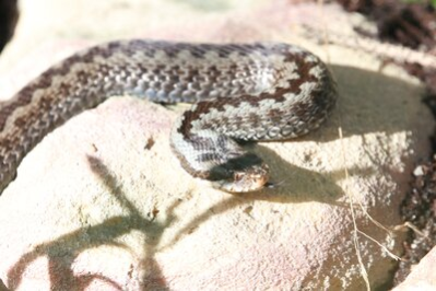 Drei Kreuzottern sind in den Tierpark Chemnitz eingezogen