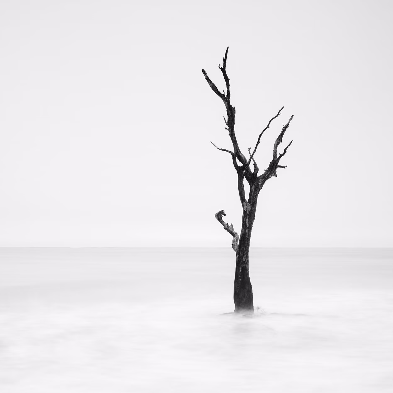 Das Gewinnerfoto der Glanzlichter der Naturfotografie