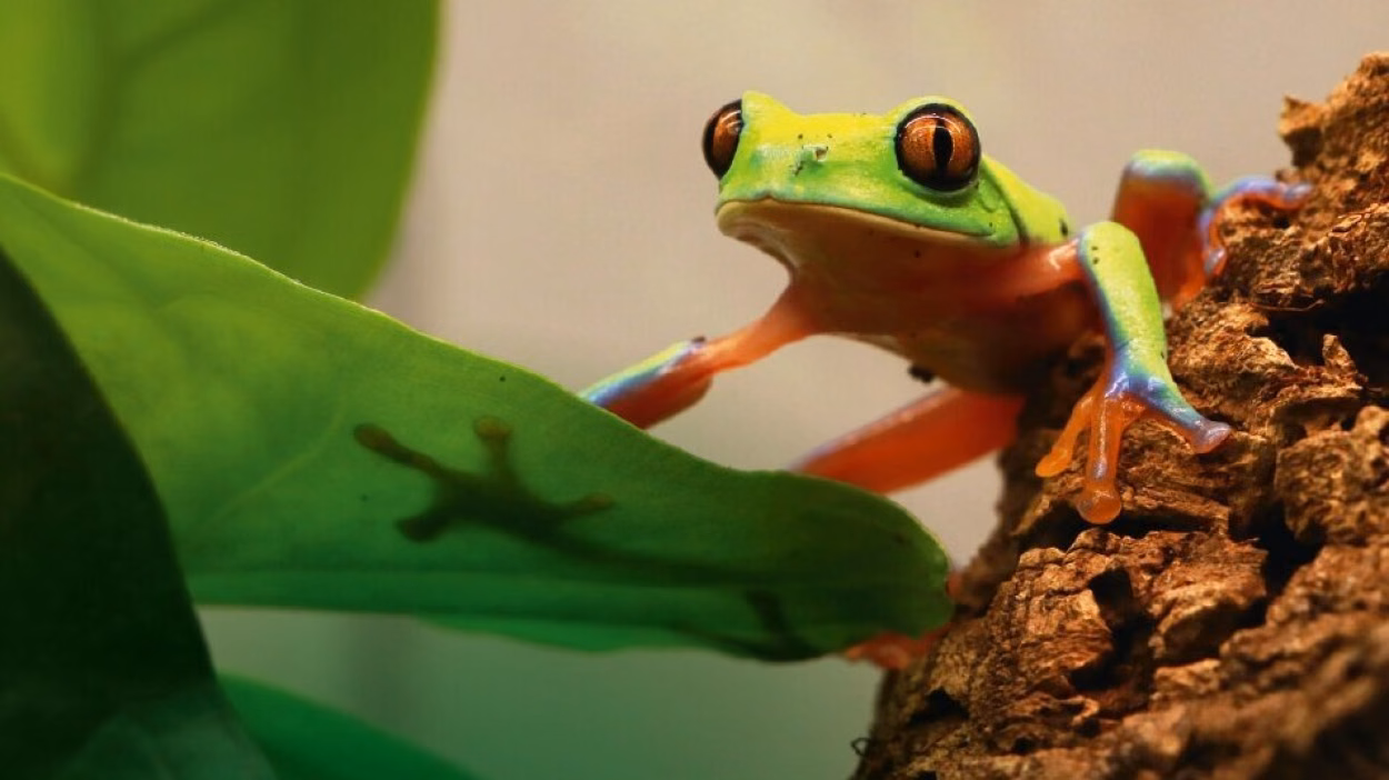 Frosch im Vivarium des Tierpark Chemnitz