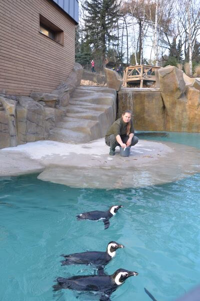 Usti nad Labem, Pinguine im Zoo
