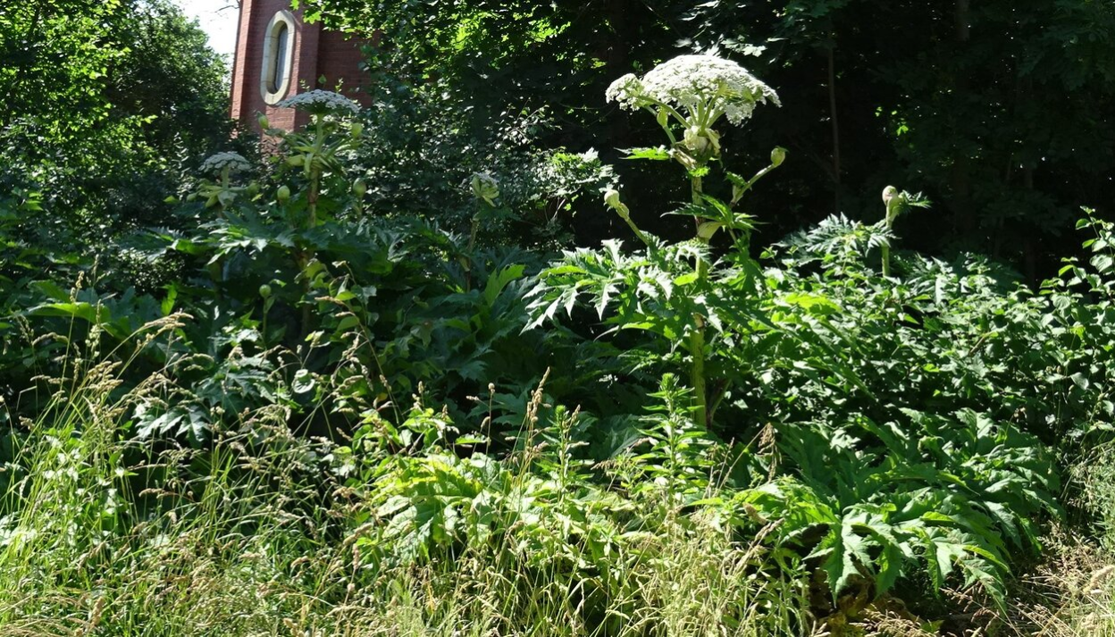 Riesenbärenklau mit Blüte am Wasserturm Ebersdorf. Typisch sind die stark eingeschnittenen und sehr spitz auslaufenden Blätter