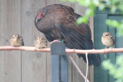 Vietnamfasan-Henne mit ihren Küken im Tierpark Chemnitz