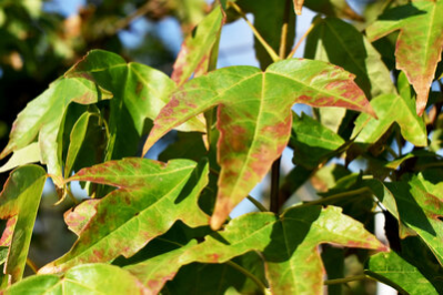 Ahornblätter mit grüner und rötlicher Färbung im frühen Herbst.
